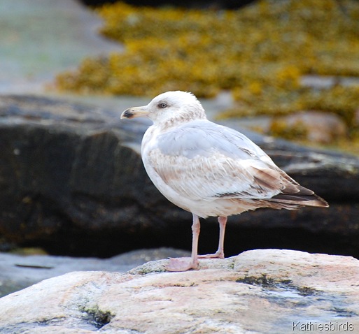 1. seagull-kab Acadia NP