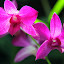 Orchid At The Garden of the Sleeping Giant - Port Denarau, Fiji