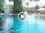 A dolphin flips out at the MGM Mirage.