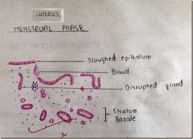 Uterus in Menstrual phase high resolution histology diagram