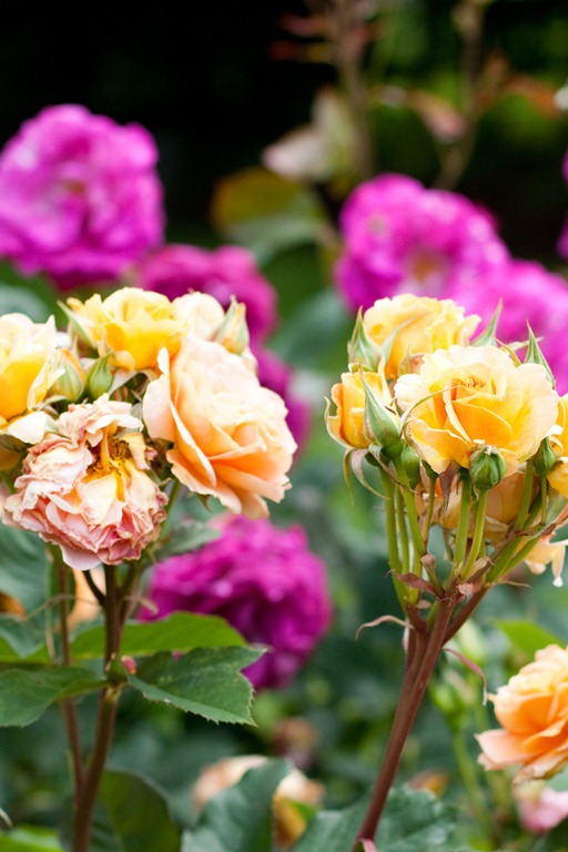 [20120625-IMG_4473%255B3%255D.jpg]