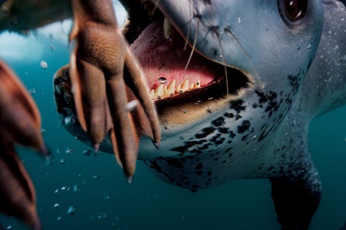 Leopard Seal Story Leopard Seal Story