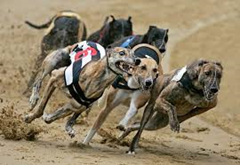 Dog racing Dog racing