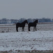 Ingezonden winterfoto's 2011-2012_76.jpg