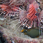 Lionfishes