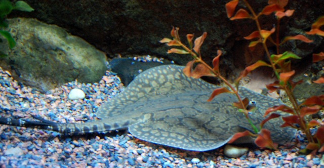 [aquarium18%255B2%255D.jpg]