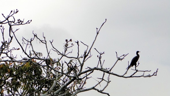 Pássaro na Reserva Mamirauá