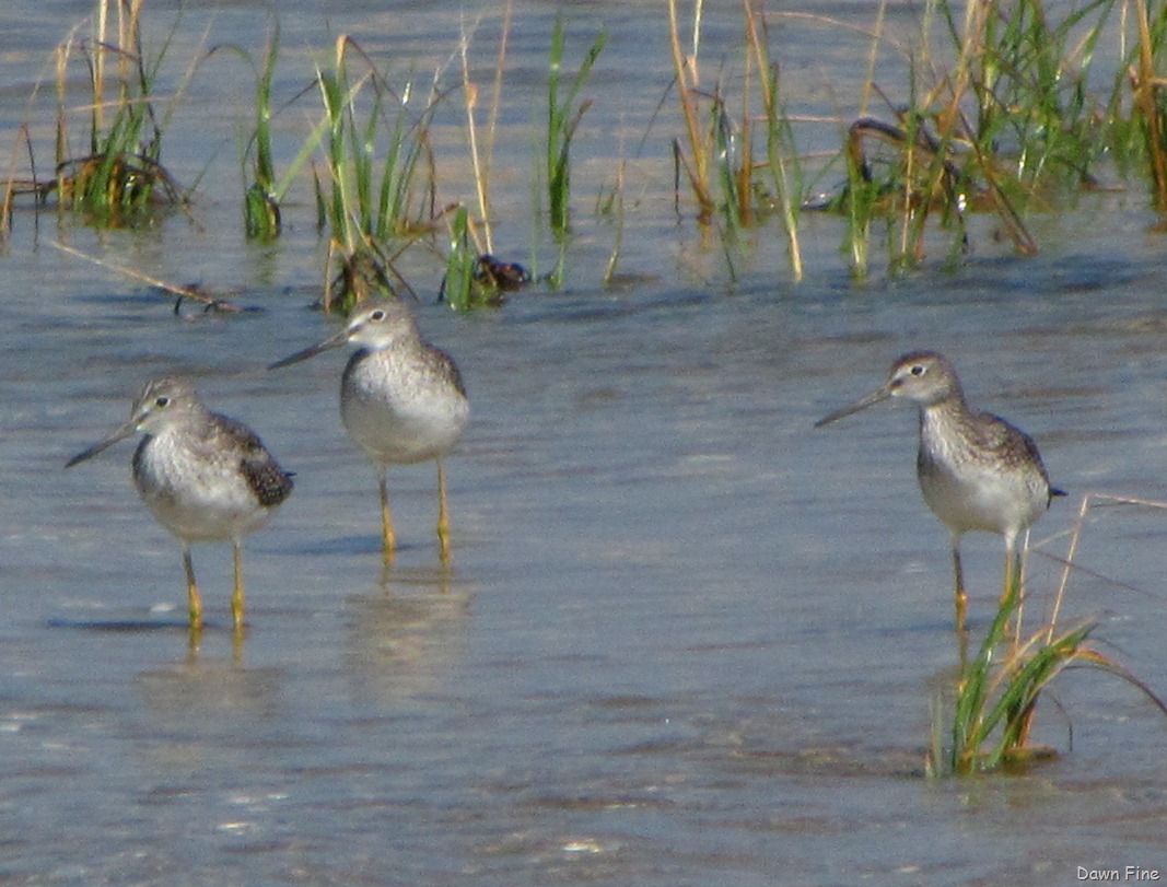 [Birding-south-beach_0914.jpg]