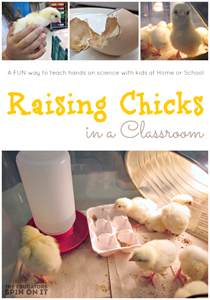 Tips for Raising Chicks in a Class or at Home from the Educators' Spin On It Tips for Raising Chicks in a Class or at Home from the Educators' Spin On It