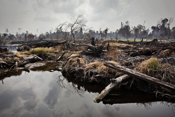 Charred tree stumps against the smoldering background in an area of recently deforested peatland near Tanjung Baru village, Pangkalan Kerinci subdistrict in Pelalawan regency, Riau province, Indonesia, 29 June 2013. The village lies beside PT. Pusaka Megah Bumi Nusantara (PMBN) &ndash; a palm oil company belonging to the Asian Agri group, a member of the Roundtable on Sustainable Palm Oil (RSPO). This area, according to the most recent official charts, is covered by the Indonesia government's moratorium on the issuance of new permits in primary forests and peatlands.Thousands of peatland fires in the province - the majority within pulp and palm oil concessions - have caused record-breaking air pollution in Singapore and Malaysia, with the haze extending as far as Thailand. Photo: Ulet Ifansasti / Greenpeace