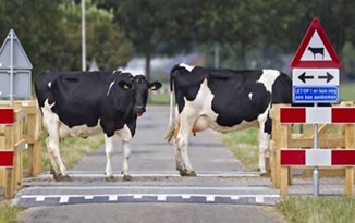 vacas-atravessando-a-rua