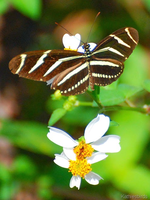 1. butterfly-kab