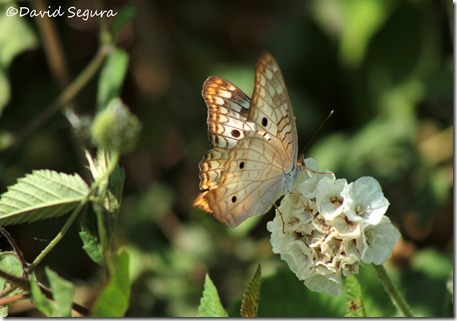 Anartia jatrophe