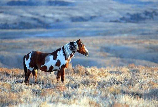 [sam%2520wild%2520mustangs%255B5%255D.jpg]