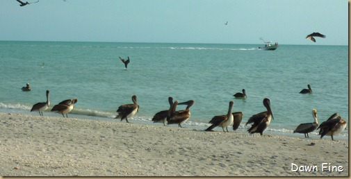 Beach walks sanibel_115