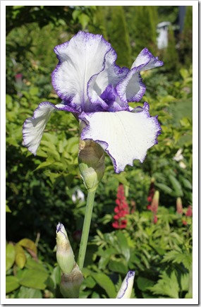 IMG_2899 IMG_2899