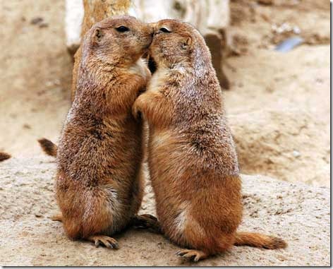 besos y masajes (1) besos y masajes (1)