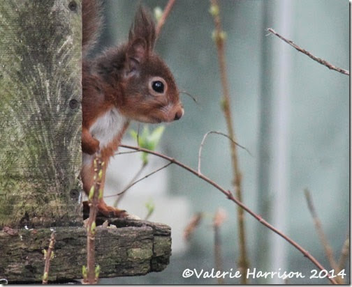 3 red-squirrel (3)