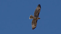 DSC03022.jpg