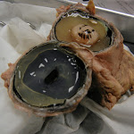 eye_perfect_cut_closer.JPG