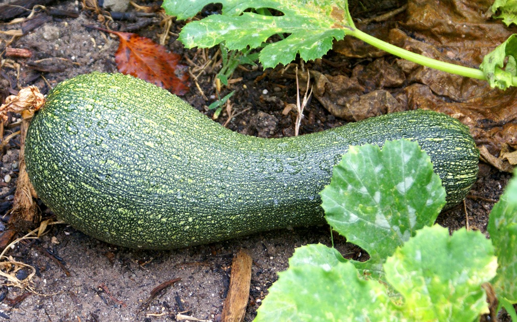 [zucchini5.jpg]