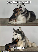 fotosperrosdiente.jpg. PAISAJES Y MASCOTAS