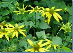 0725 North Carolina, Blue Ridge Parkway - Green-Headed Coneflowers -Craggy Gardens Visitor Center