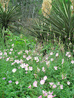 The pink flowers are pink evening primrose, Oenothera speciosa.