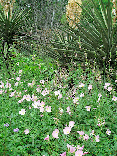 The pink flowers are pink evening primrose, Oenothera speciosa.