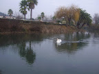 GC39488 @dakidali