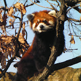 2010_野毛山動物園