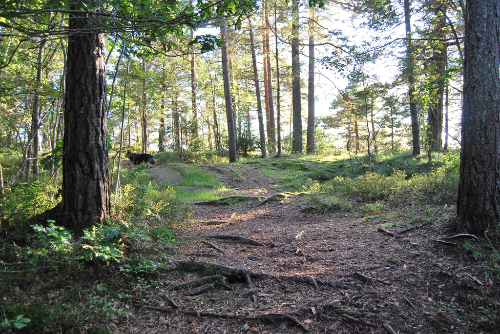 [Tur%2520i%2520skogen%2520sept%252011%2520072%255B5%255D.jpg]