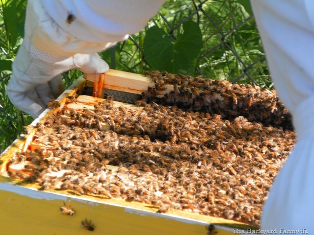 [swarm%252006%255B6%255D.jpg]