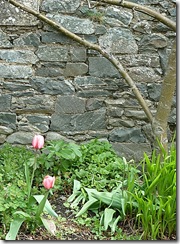 heather's tulips2