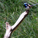 A Superb Fairy-Wren - Phillip Island, Australia