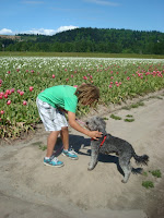 Mini Silver gray Labradoodle