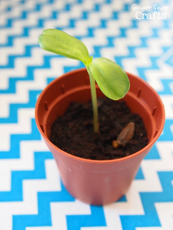 seed seed