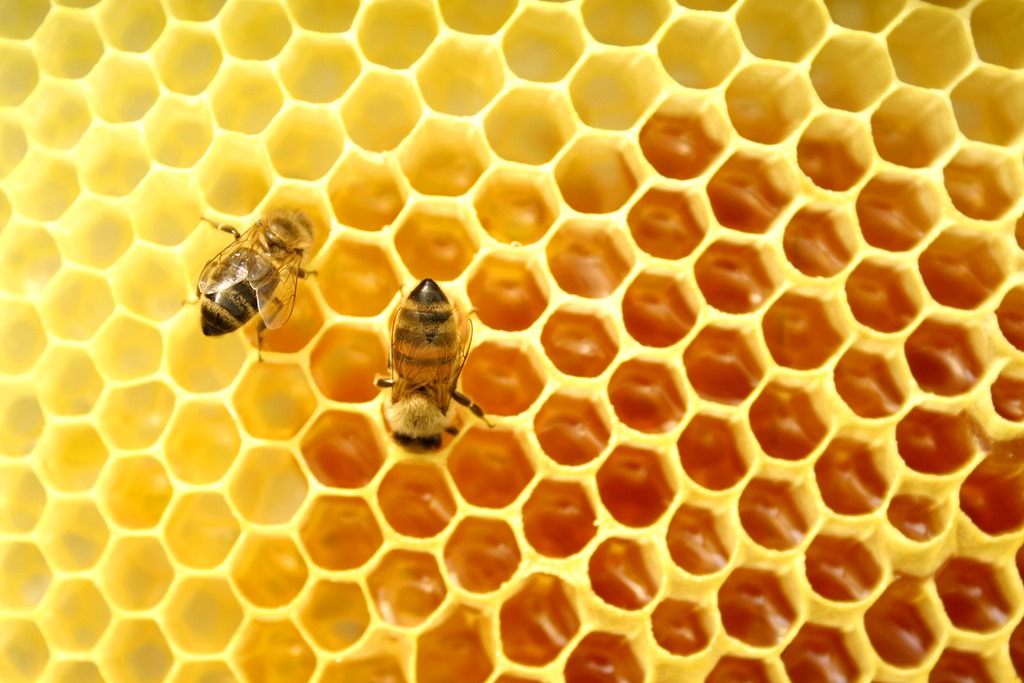 [Honeycomb%255B4%255D.jpg]