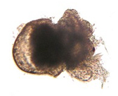 Image of abalone in water containing 1,800 ppm CO2 is an example showing abnormal shell development. ubc.ca