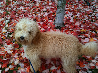Sire Gorgeousdoodles Barley, a lovely Labradoodle stud dog.