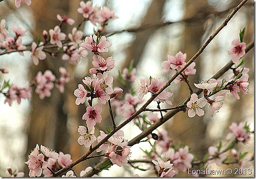 Peach_Blossoms3