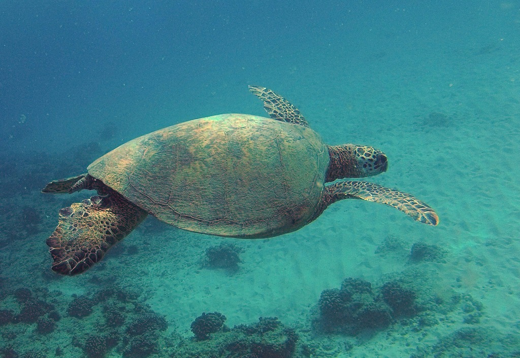[turtle2%255B4%255D.jpg]