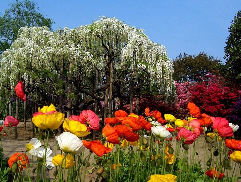 حديقة زهرة الحب من اجمل حدائق العالم Ashikaga-flower-park-12%255B2%255D