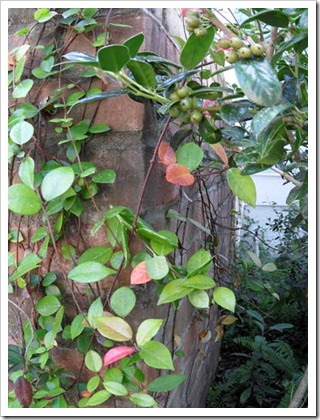 change-of-a-leaf