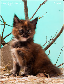 Фото котенка мейн-кун Fleur возраст 6 недель