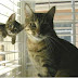 funny-animals-61.jpg