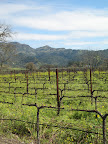 On either side of the road leading to the winery, we were greeted by fields of mustard and grape vines.