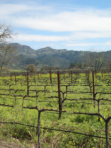 On either side of the road leading to the winery, we were greeted by fields of mustard and grape vines.