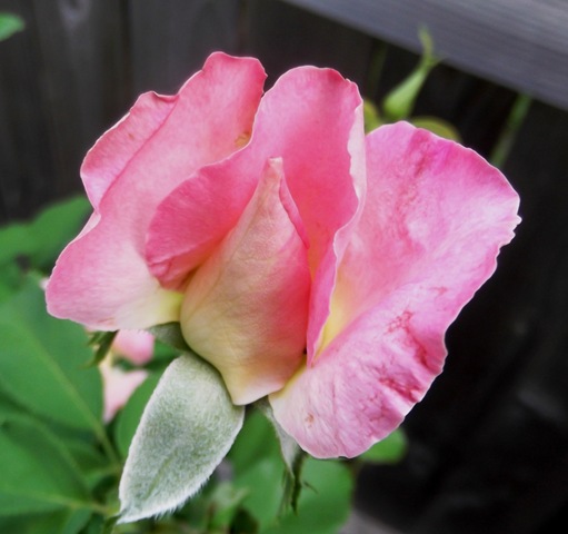 [Rose%25202%255B3%255D.jpg]