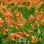 Oranje